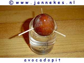 avocadopit planten